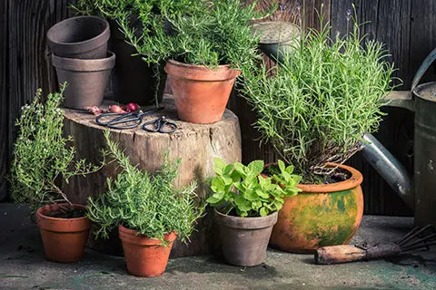 Tea and Gardening: Growing Your Own Herbal Tea Garden